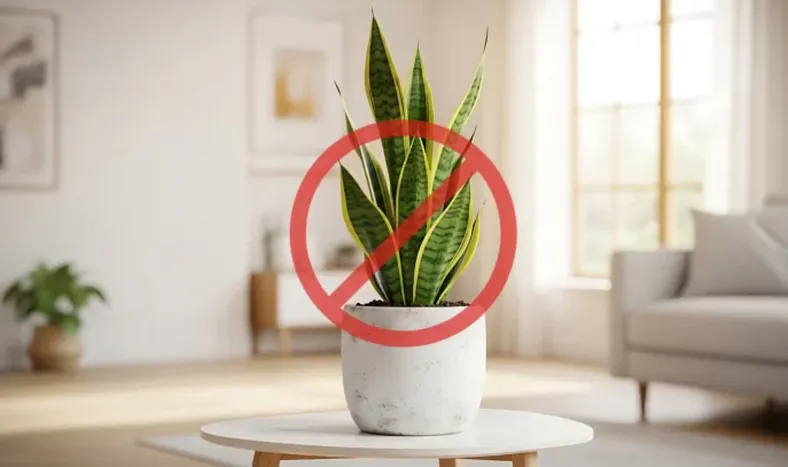 Lengua de suegra: el error común que puede matarla en verano