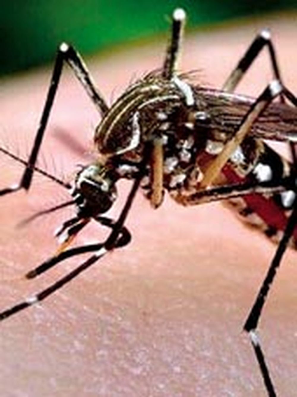Descubren fórmula para mosquito del dengue, zika y chikunguña