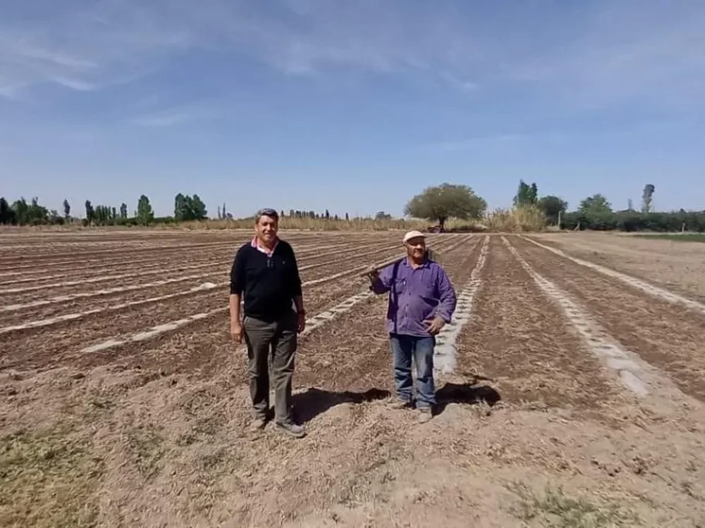 Por el mejor pronóstico hídrico aumentó la superficie de melón