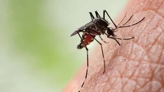 Confirmaron la primera muerte por dengue en Tucumán