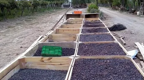 Producir orgánico es viable