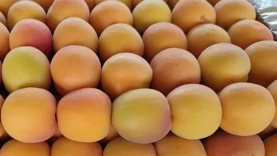 Precios de producciones sanjuaninas