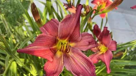 Diario de Cuyo | apertura_1 728x546.webp