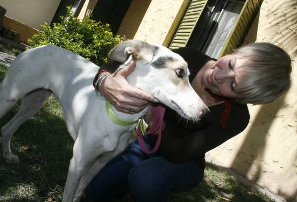 Perra pintada: la rescatan,  curan y le buscan un hogar