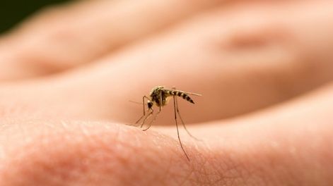 Apareció un “mosquito gigante” y se transformó en furor en Twitter