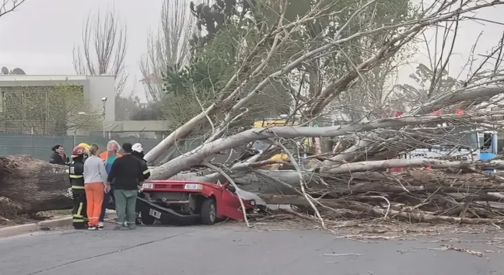 Viento trágico: una mujer murió aplastada por un árbol que cayó sobre su auto