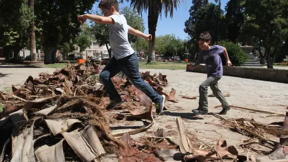 Los vecinos temen que otras palmeras de la plaza se caigan