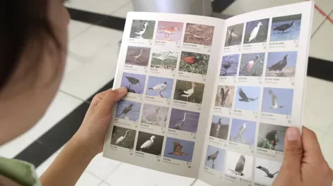 Diario de Cuyo | INÉDITO. El primer catálogo de aves contiene fotos de las especies que viven en el Parque Sarmiento como de las que pasan y llegan al lugar ocasionalmente.