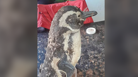 insolito: venden un pingüino en san juan