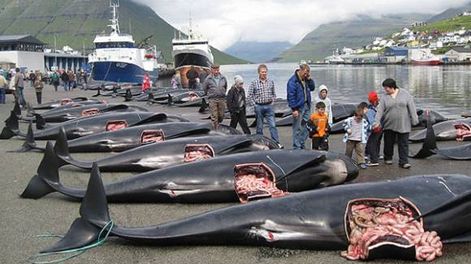 Brutal matanza de ballenas en Dinamarca