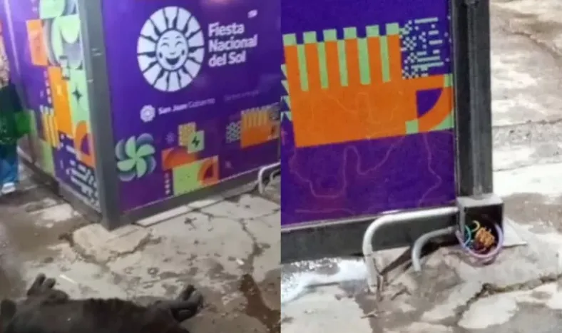 Aseguran que un perro recibió una descarga eléctrica en una parada de colectivo