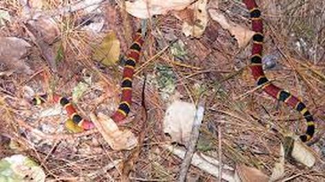 Una beba está grave tras ser mordida por una serpiente coral