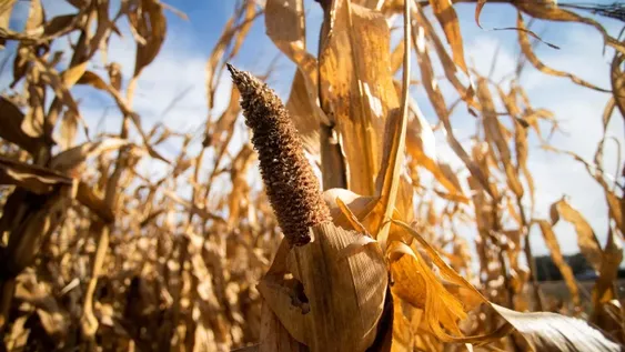 Por la sequía, prevén caídas de ingresos de hasta 1,8% del PBI