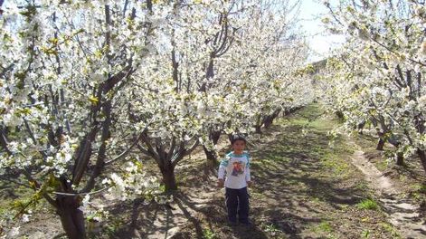 Los Antiguos florece junto a sus cerezos