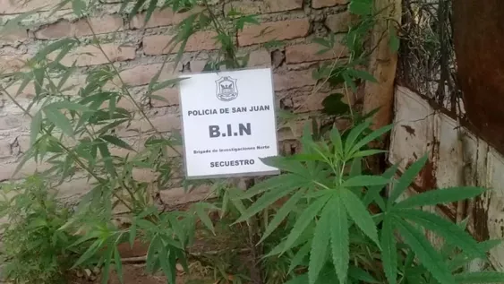 Dan con 3 plantas de marihuana