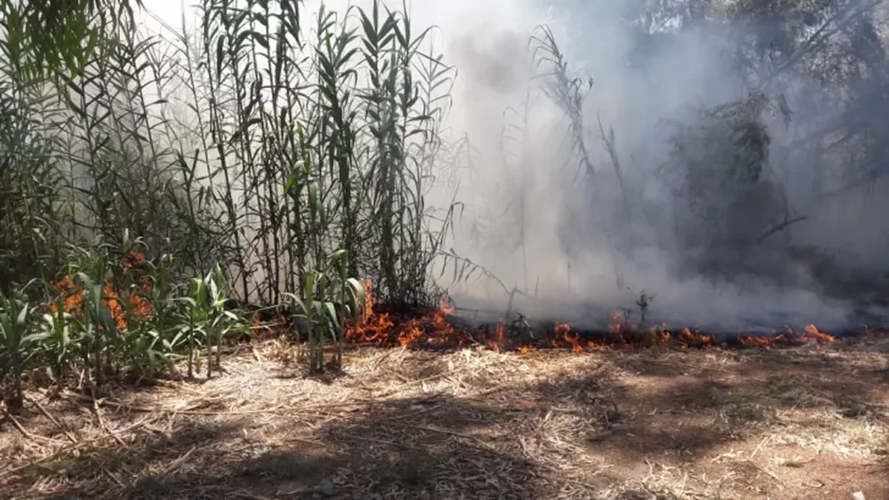 Se incendió un cañaveral en Pocito y debieron trabajar durante 3 horas para sofocarlo