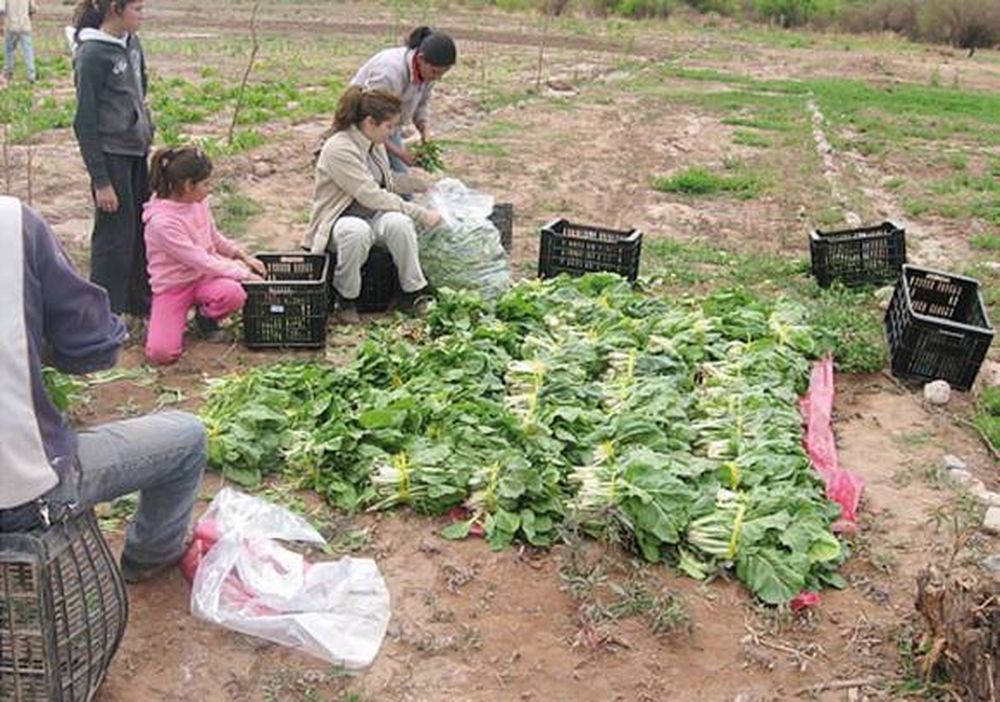La cooperativa que le da la verdura a Gualcamayo