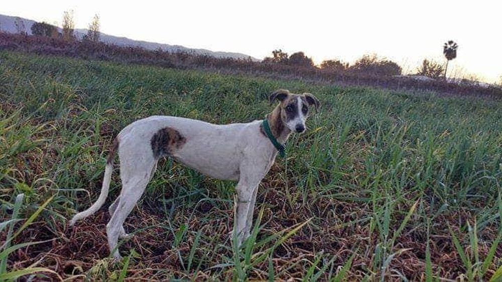 Llevan casi 2 años buscando a su perra: desahuciados, ahora duplicaron la recompensa