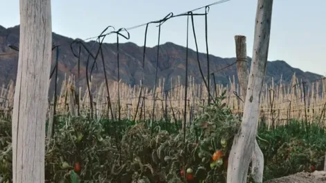 Diario de Cuyo | campo_apertura_crop1611456718245 728x698.webp