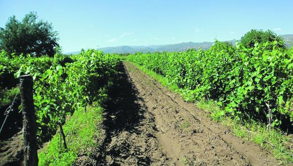 Ischigualasto tracciona el agro y la industria vallista
