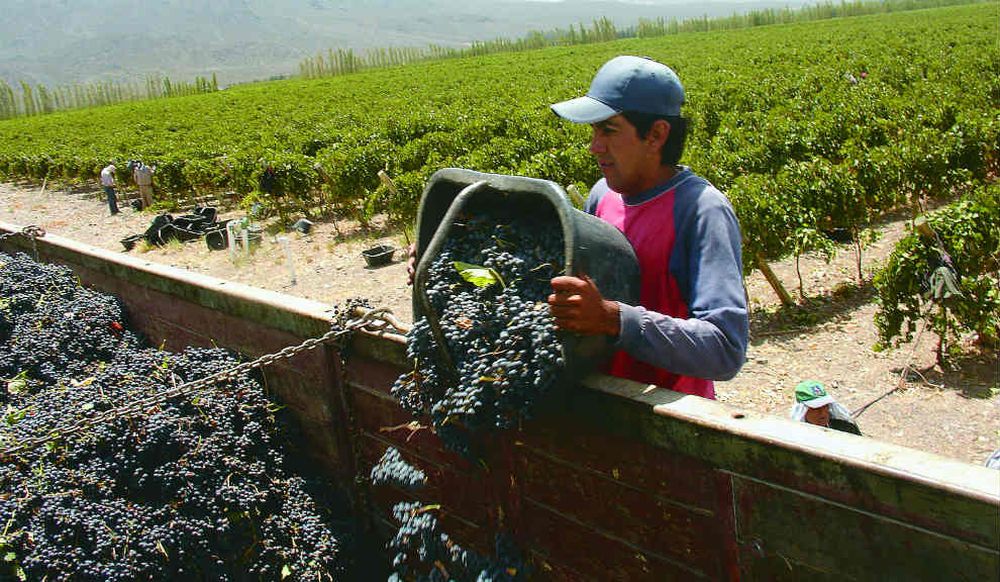 Robot británico cosecha lechuga con cámara IDS