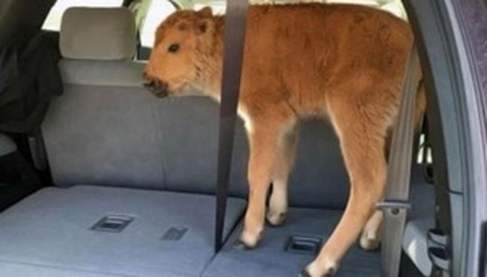 Quisieron ayudar a un bisonte y terminaron sacrificándolo