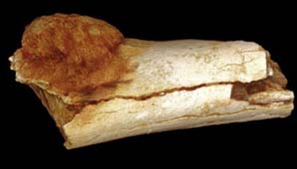 Descubren cáncer en un fósil de un millón de años