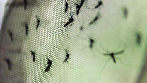 Hay un nuevo caso de dengue y la provincia suma 97 en total