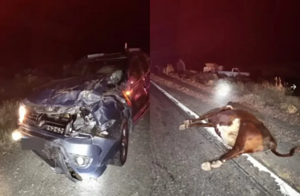 Tres camionetas chocaron contra dos vacas en la ruta 40
