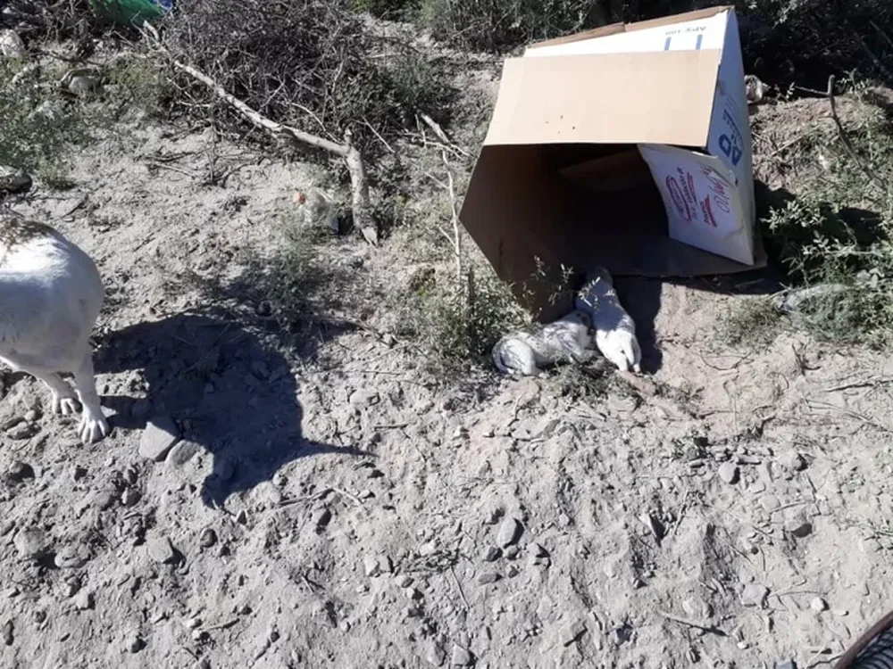 Llamó a Bomberos para rescatar unos perritos, pero después los dejó tirados en una ruta