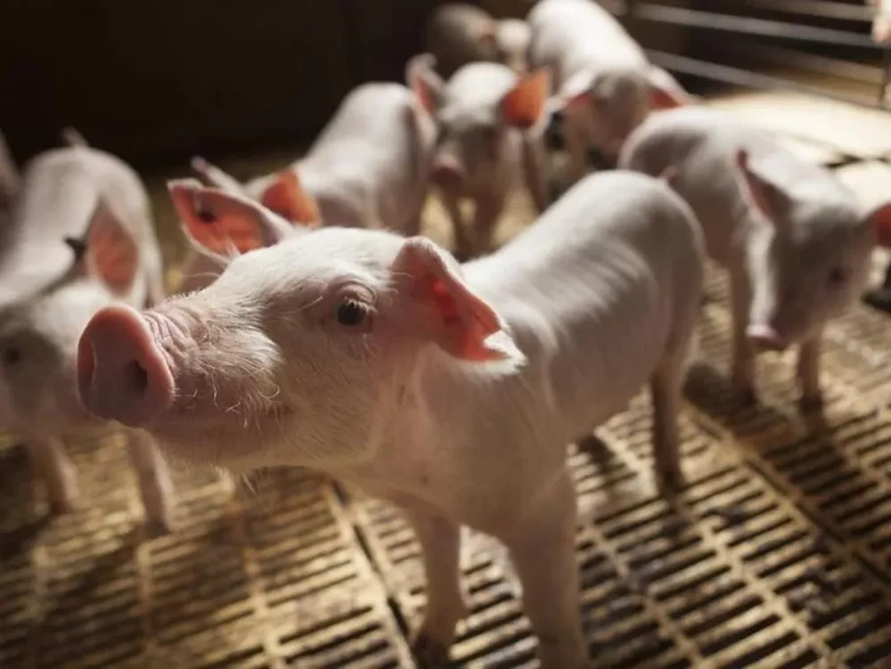 Porcinos con buena perspectiva en 2023