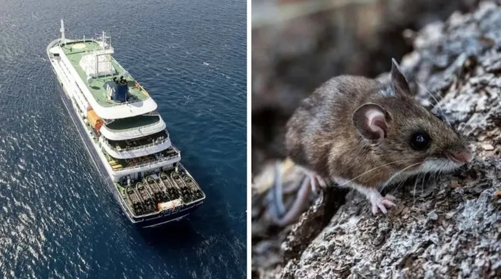 El brote de&nbsp;hantavirus&nbsp;generó preocupación en un crucero que viajaba por el Atlántico.