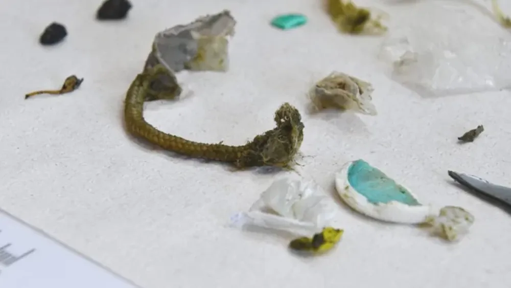 Una tortuga rescatada del mar defecó más de 10 tipos de plásticos diferentes
