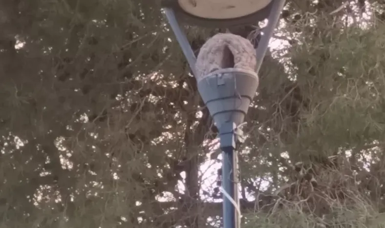 Laboriosidad e ingenio de los pájaros horneros