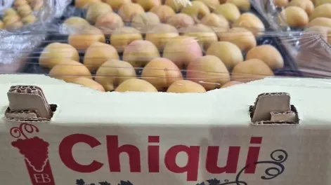 Arrancó la cosecha de damasco