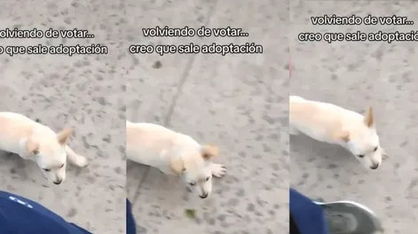Volvía de votar, una perrita lo siguió y terminó adoptándola