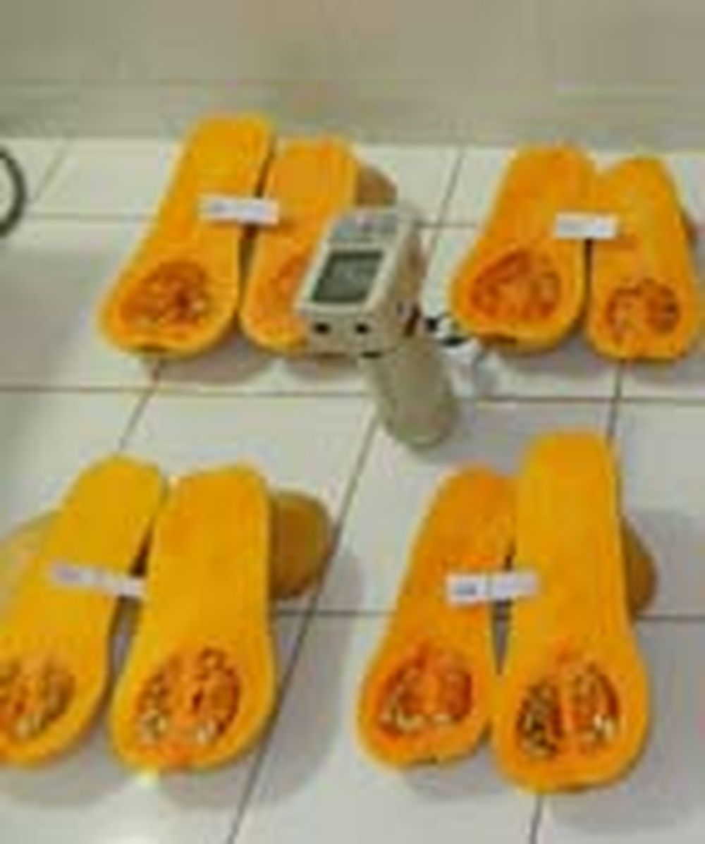 Buscan híbridos de zapallos tipo anco con calidad de exportación