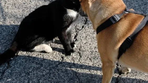 [VIDEO] La entrañable amistad entre un perro y un gato que conmueve a las redes