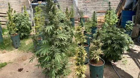 En medio de una denuncia por amenazas, la Policía encontró en el fondo de una vivienda casi 100 plantas de marihuana
