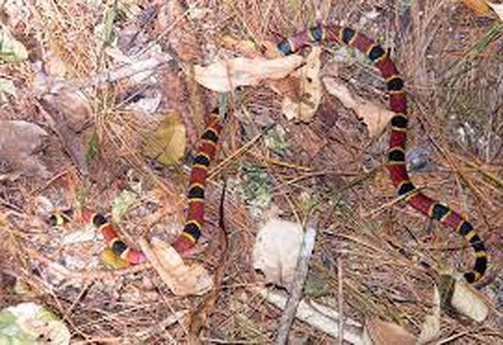 Una beba está grave tras ser mordida por una serpiente coral