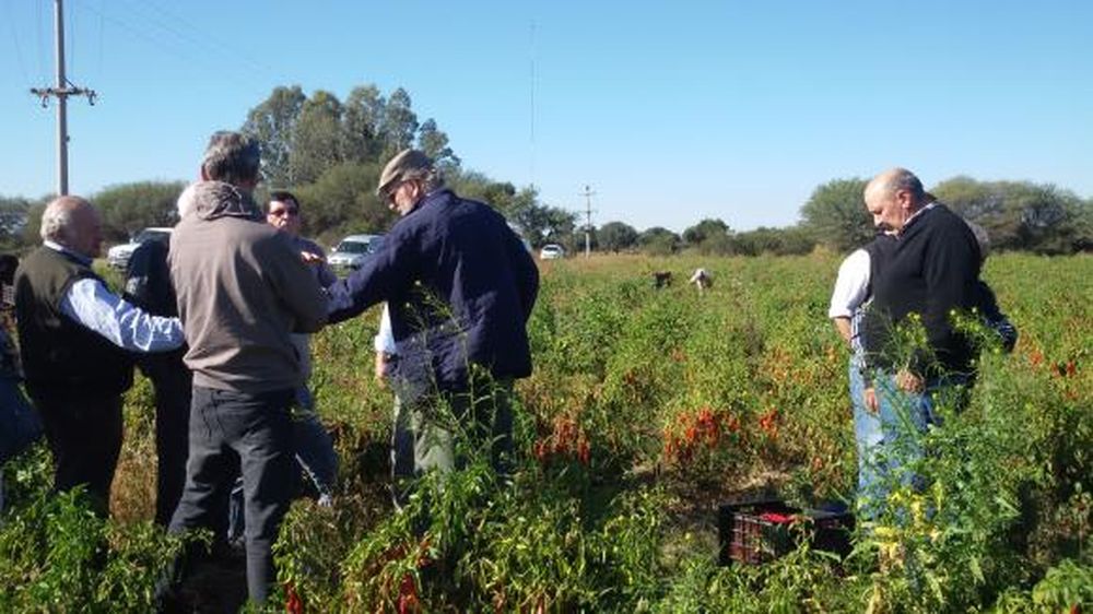 “En el pimentón hay que apostar a los varietales diferenciados”