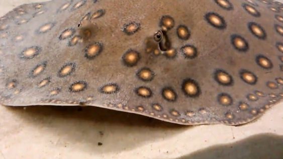 Pescaron una raya gigante de más de 150 kilos en el río Paraná