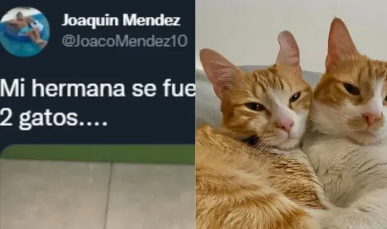 Las excéntricas indicaciones de una chica a su hermano encargado de cuidarle los gatitos
