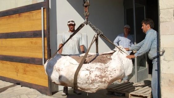 Encontraron una nueva especie de dinosaurio en Neuquén