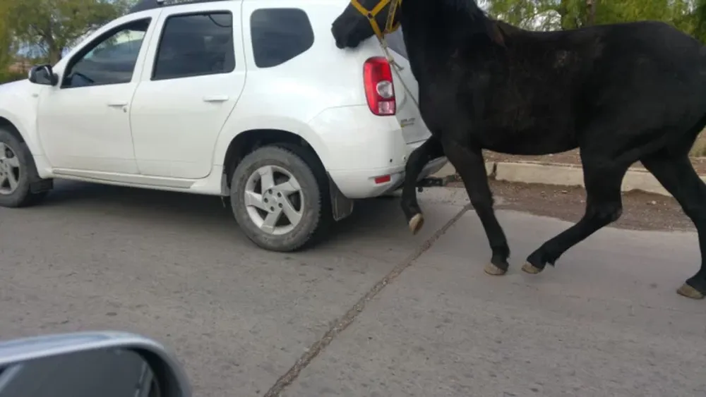 Caballo atado a vehículo