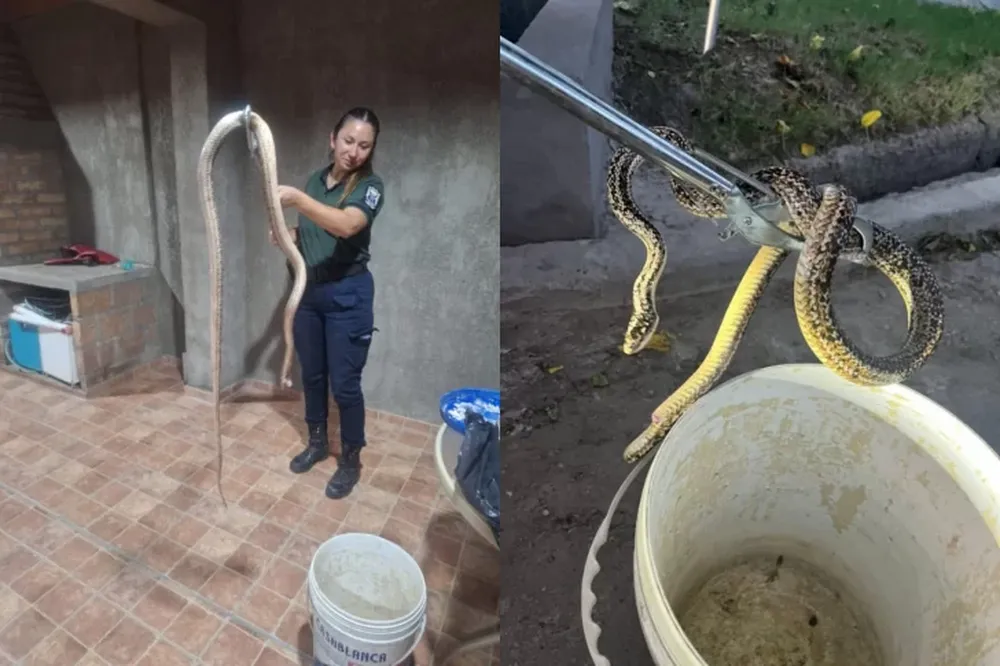 Encontraron a dos serpientes en domicilios sanjuaninos: una fue liberada y la otra murió