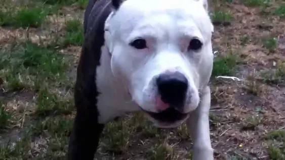 Un pitbull mordió a un nene de 3 años y lo dejó en grave estado