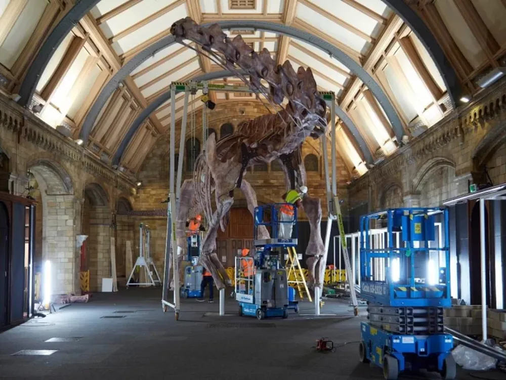 El Museo de Historia Natural de Londres exhibe una réplica de un dinosaurio descubierto en Chubut