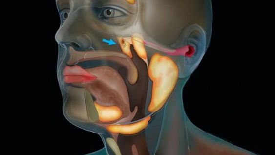 Científicos holandeses descubrieron un nuevo órgano humano