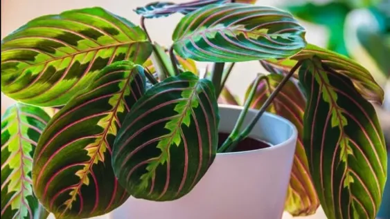 Maranta leuconera, la planta que purifica el aire y es moda deco